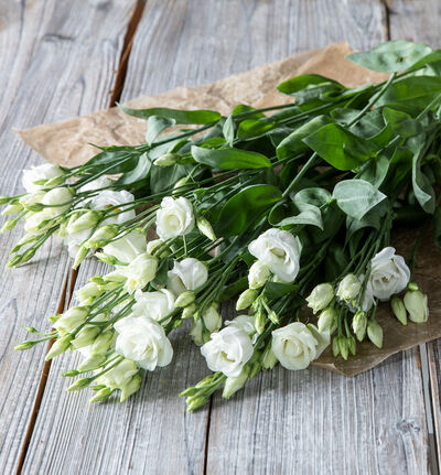 Hvit lisianthus Hvit lisianthus